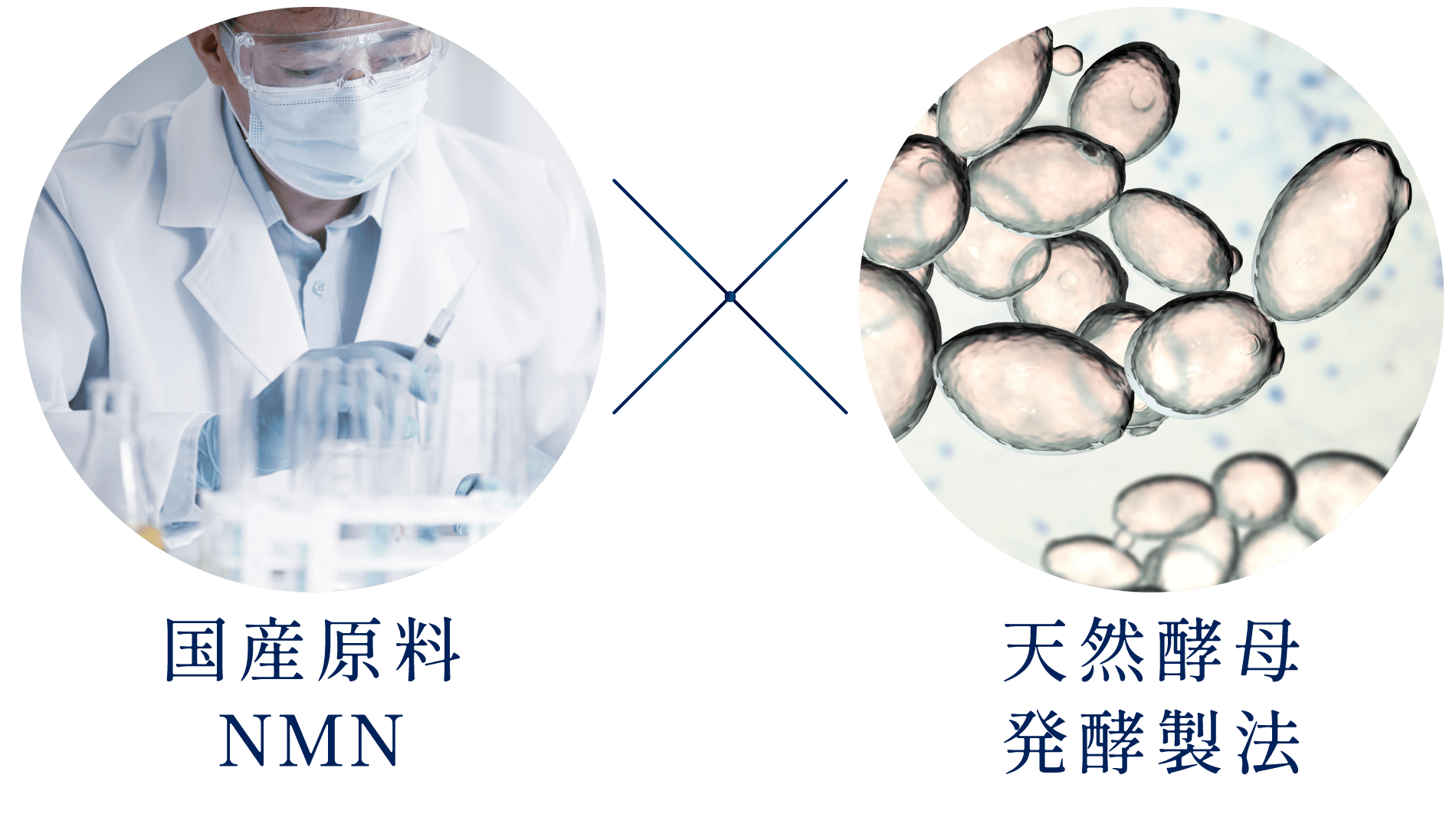 国産原料NMNと天然酵母発酵製法